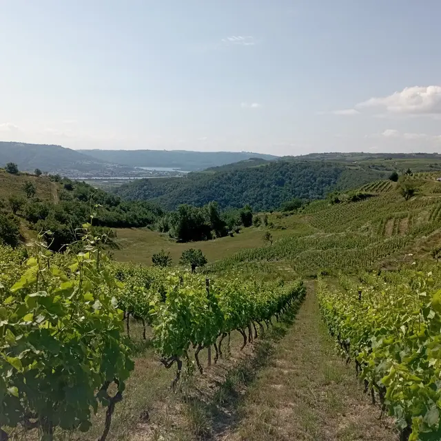 Domaine Duclot