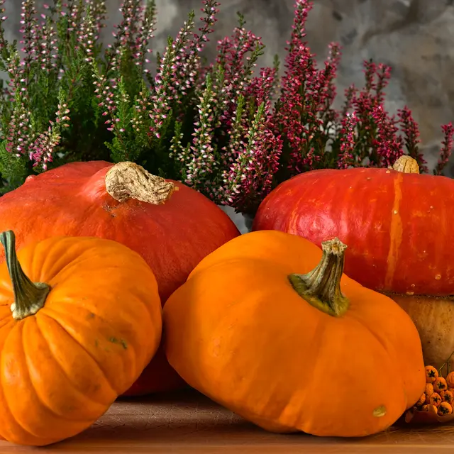 Stage d'art floral spécial Halloween