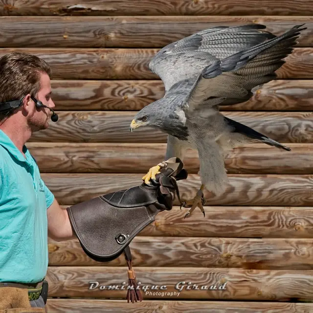 vol d'oiseaux