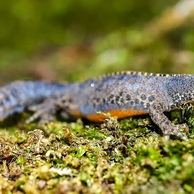 Triton alpestre