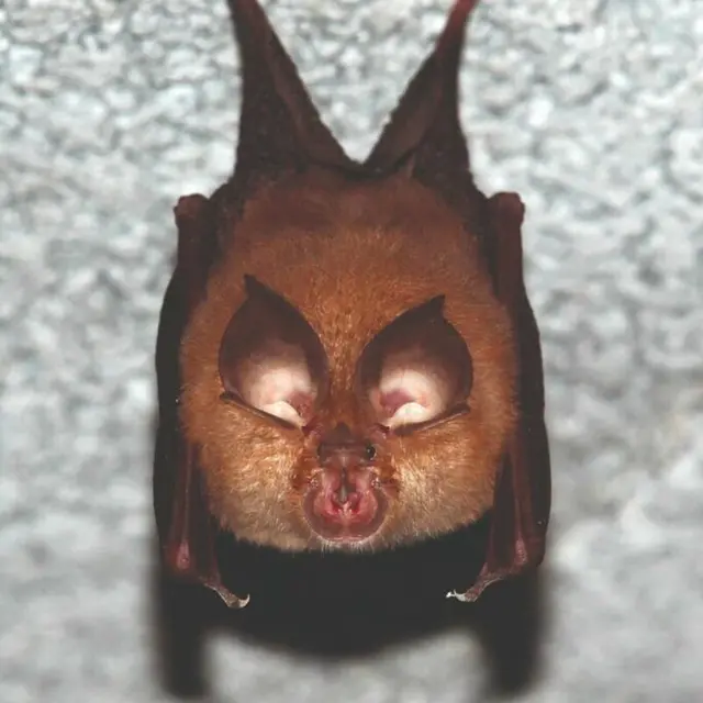 Les chauves-souris des Joncquiers, des alliées insoupçonnées_Meyrargues