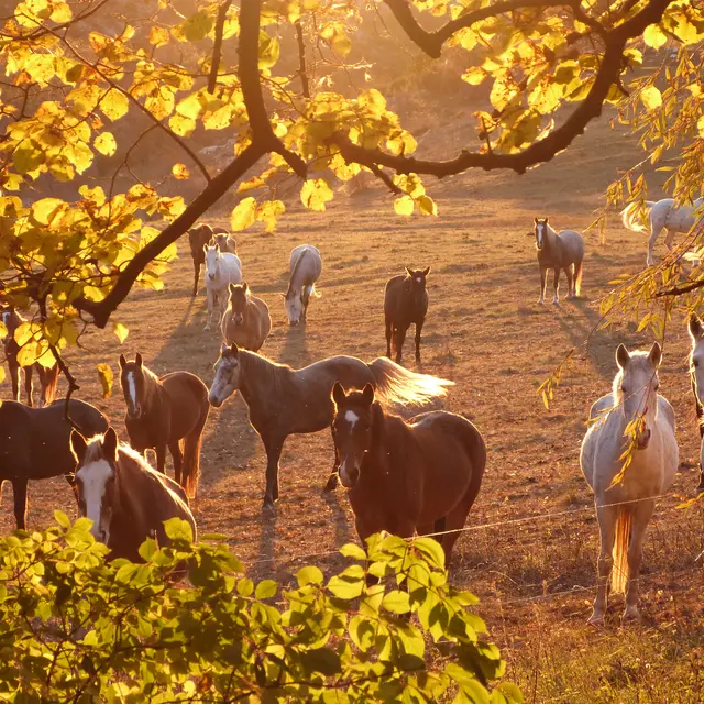 Les chevau