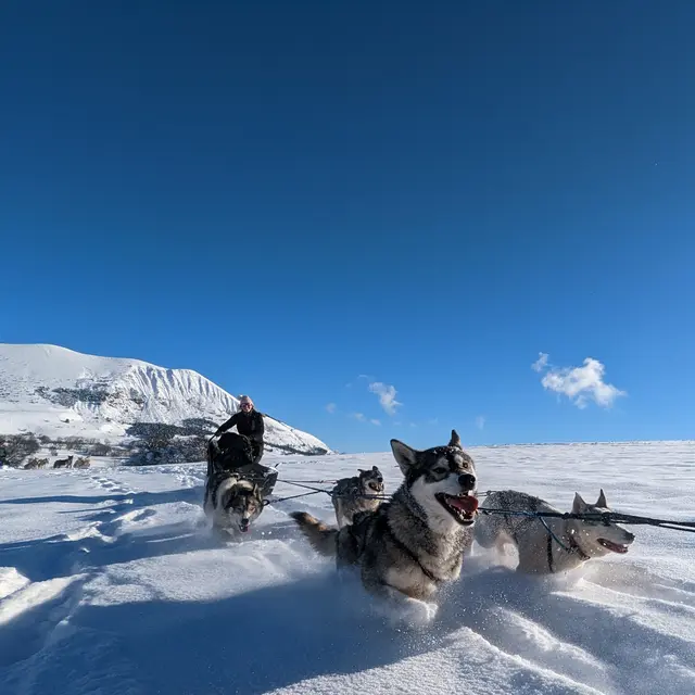 Chiens de traîneau - Travel Dog_Ancelle