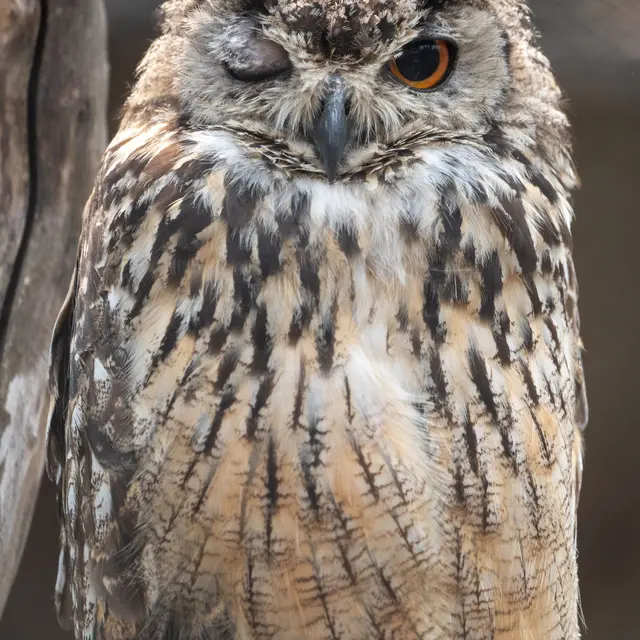 Nuit de la chouette_Montluel