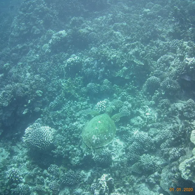 Moeli Lagoon Tours - Tahiti Tourisme
