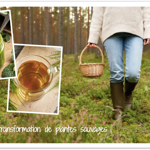 affiche plante transformée