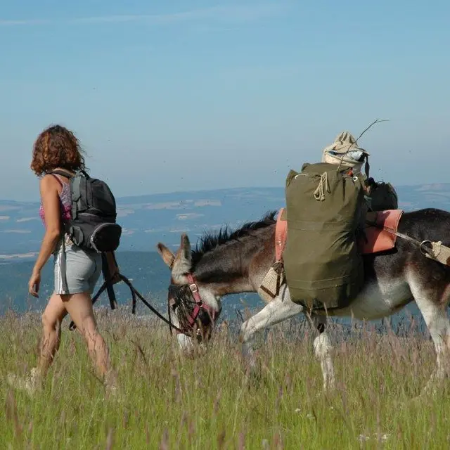 Les ânes des abeilles