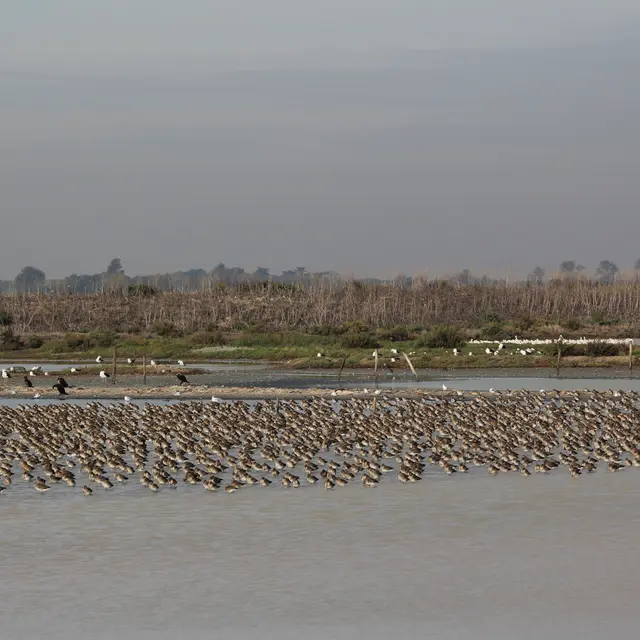 groupe de limicoles dans la réserve