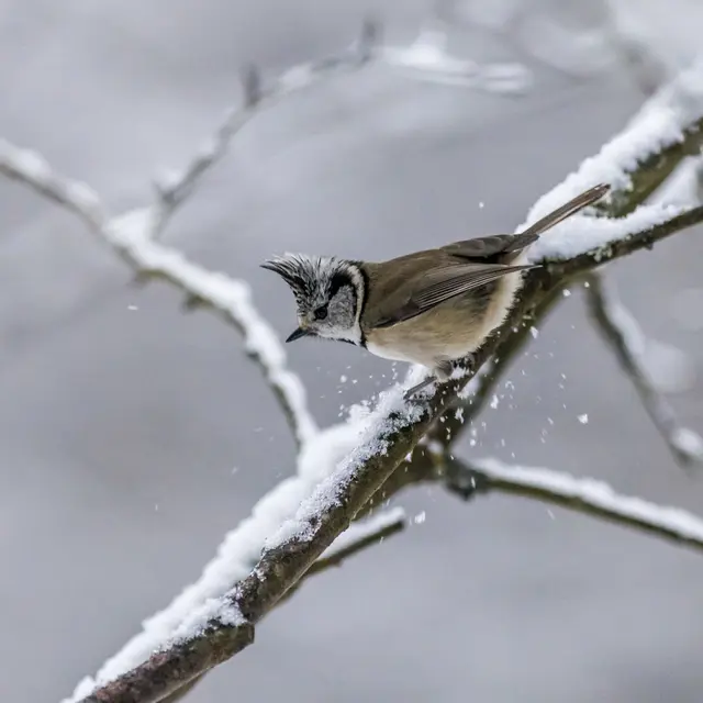 Sortie observation des oiseaux -  LPO_Plateau des Petites Roches