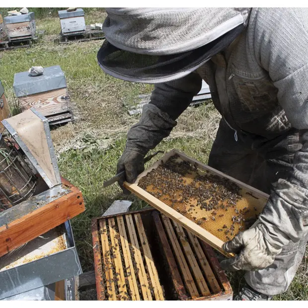 Bertrand Savornin - Apiculteur_Montlaux