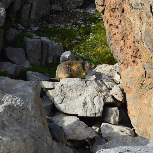 Randonnée marmottes et compagnie_Seyne