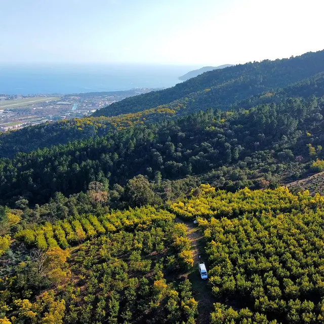 Colline des mimosas