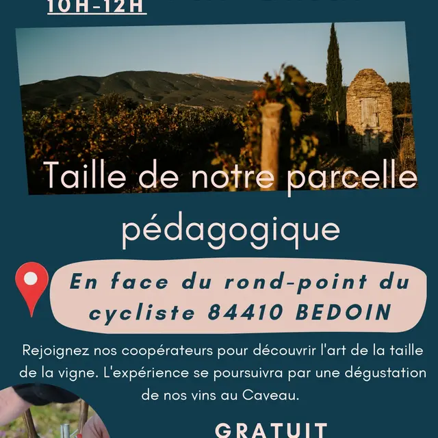 Taille de notre parcelle pédagogique -  VMV Les vignerons du Mont Ventoux_Bédoin