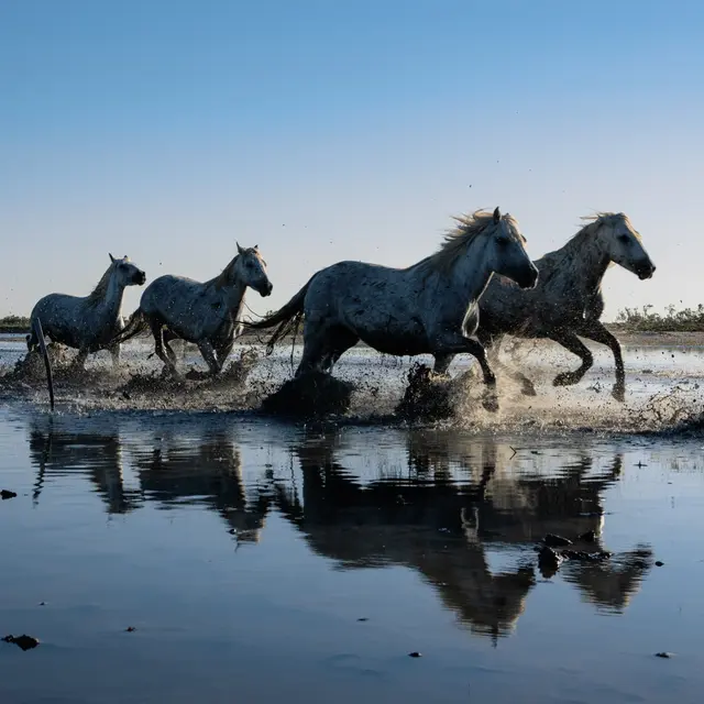 Journée d'exception en Camargue_Saintes-Maries-de-la-Mer