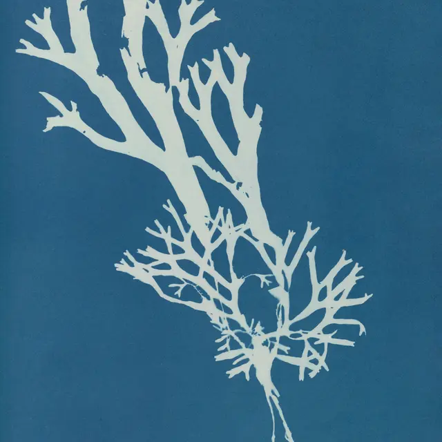 Il était une fois la mer : Initiation à la technique du cyanotype_Istres