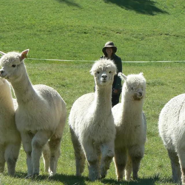 Ferme au doux mélèze
