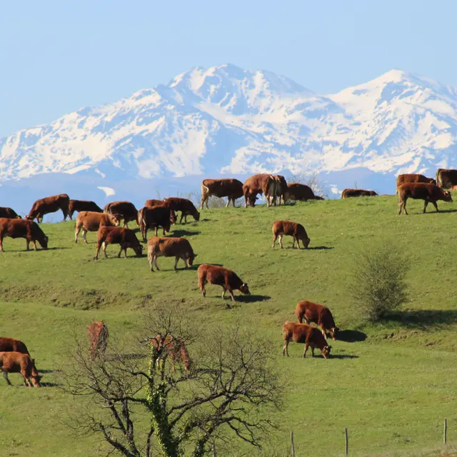 La Trille, vue depuis la maison