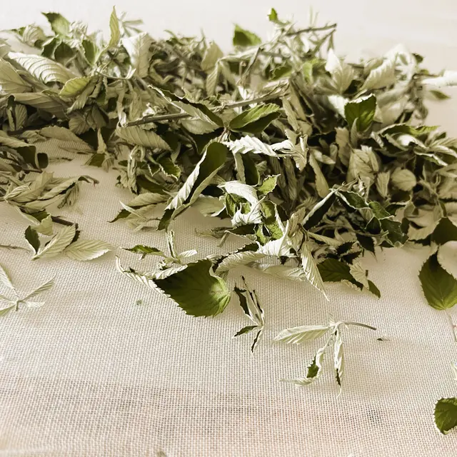 Atelier du petit cueilleur-herboriste à la Châtaignerie Godissard_Collobrières