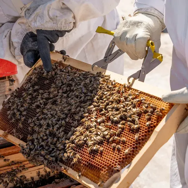 Initiez-vous à l'apiculture sur les toits de Cannes_Cannes