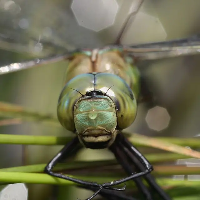 Libellule