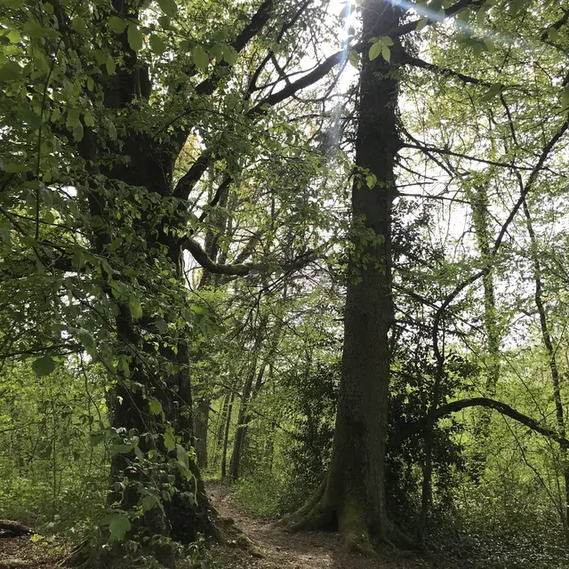 Ronde des arbres