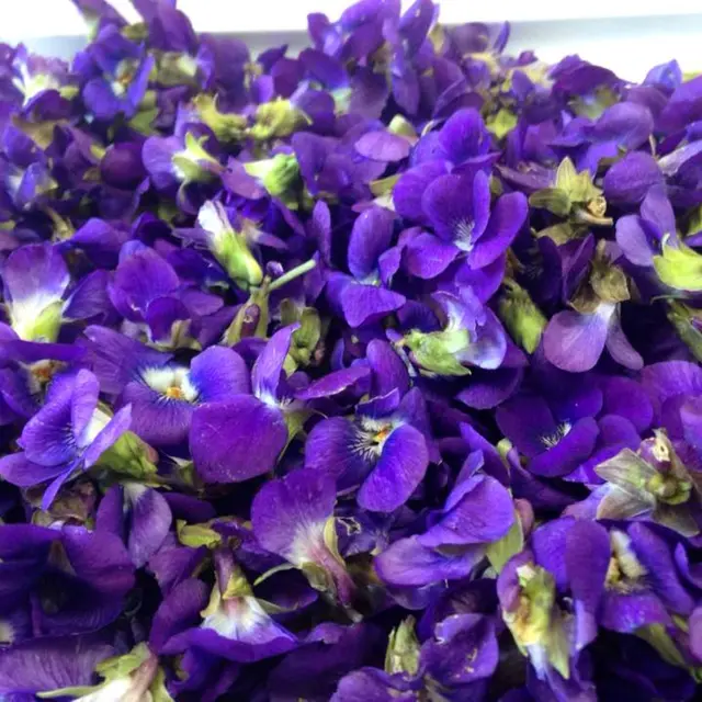 Excursion en bus à la Fête de la Violette_Roquebrune-sur-Argens