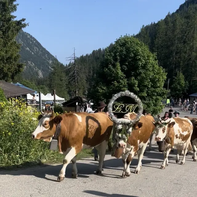 Fête de la transhumance à Casterino_Tende