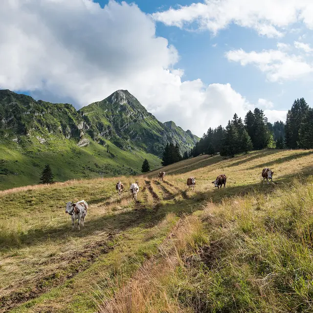 GAEC la Touvière