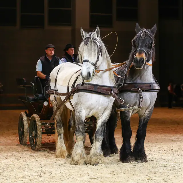 De l'âne aux traits - Attelage poitevins