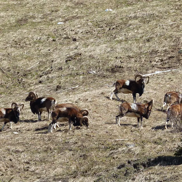 Observation grands animaux - Carole Gauthier_Taninges