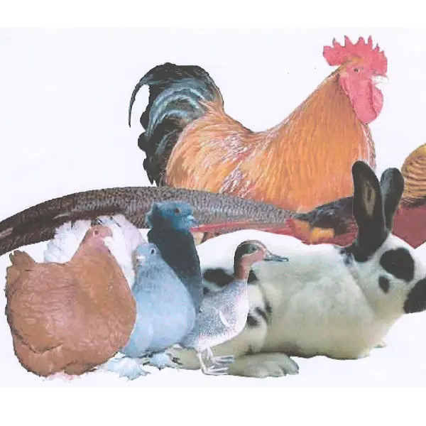 234744_aviculture