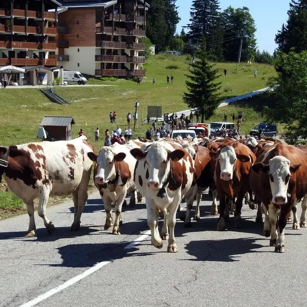 Fête des Alpages du Mont Revard