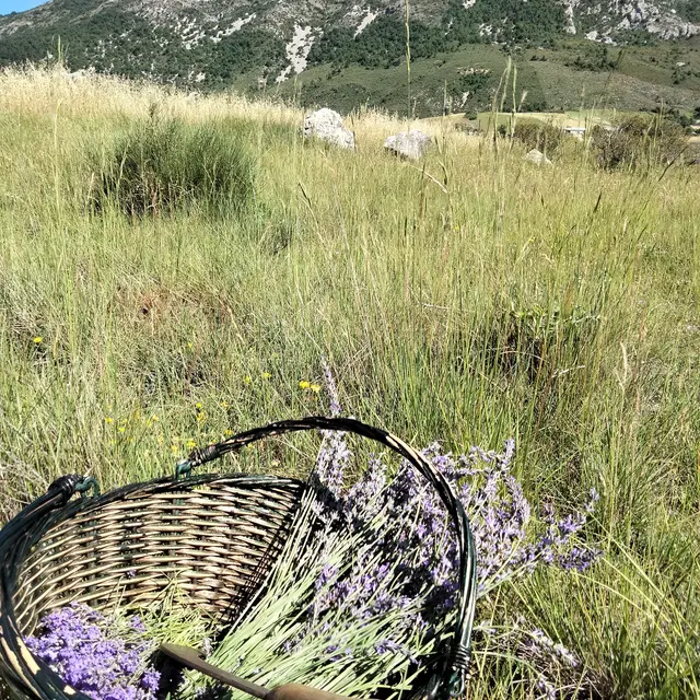 Balade botanique  avec Les cueillettes de Marielle_Ribeyret