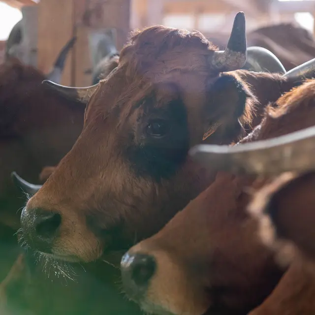 La Ferme de l'Ellebore