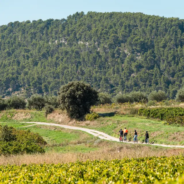 Balade à VTT électrique dans le vignoble et dégustation - Rhonéa_Beaumes-de-Venise