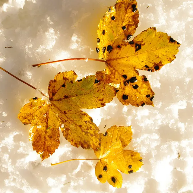 Curieux de nature
