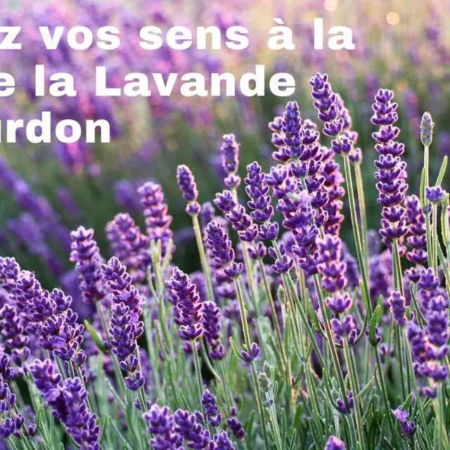 Fête de la lavande_Gourdon