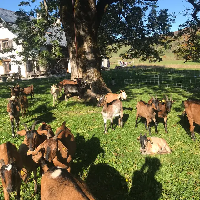 GAEC La Grange des Plans_Haut Valromey