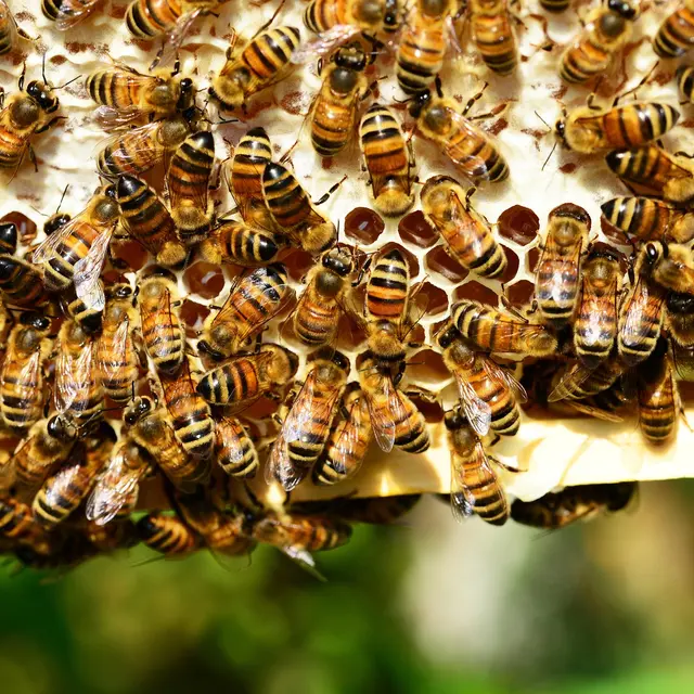 L'Ain de ferme en ferme : Anne-Sophie Hérin, apicultrice_Lagnieu