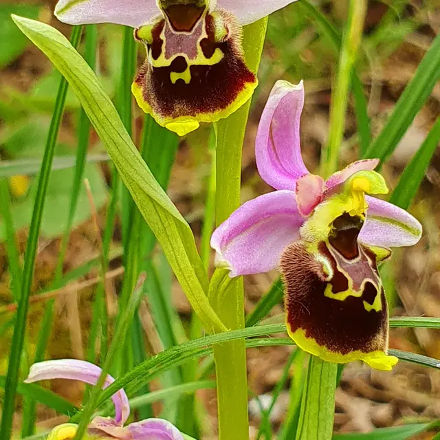 Sentier botanique des orchidées_Aillon-le-Jeune
