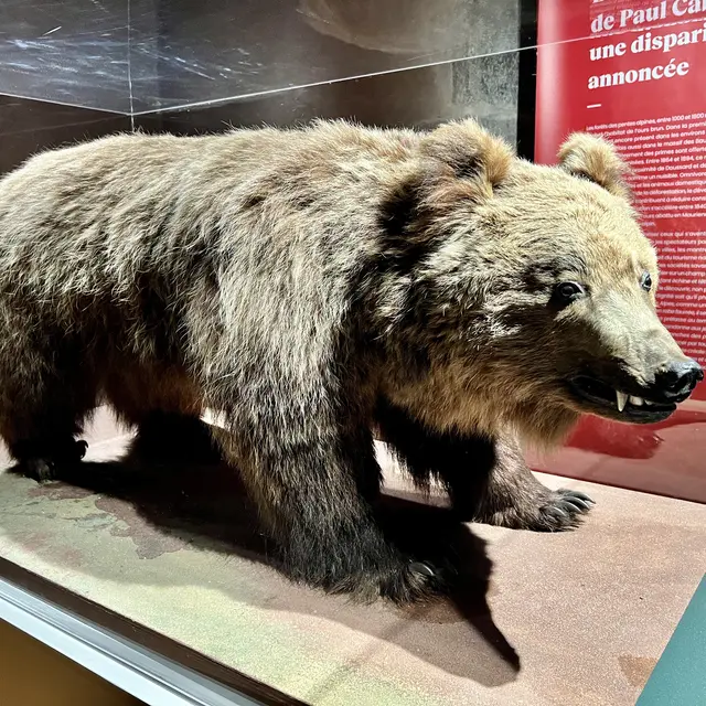 Lecture animée - Ours y es-tu ?_Annecy