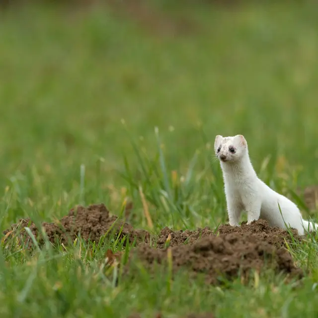 Animation nature: Traces et indices de faune sauvage_Mijoux