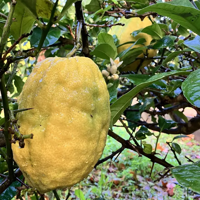 Journée des agrumes au Jardin de Baudouvin_La Valette-du-Var