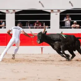 Feria - Course Camarguaise 