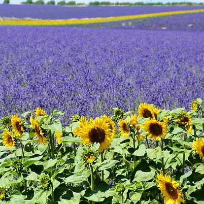 Provence et wine tour