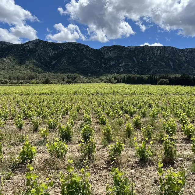 Ludovigne - De la Vigne au Verre_Fayence