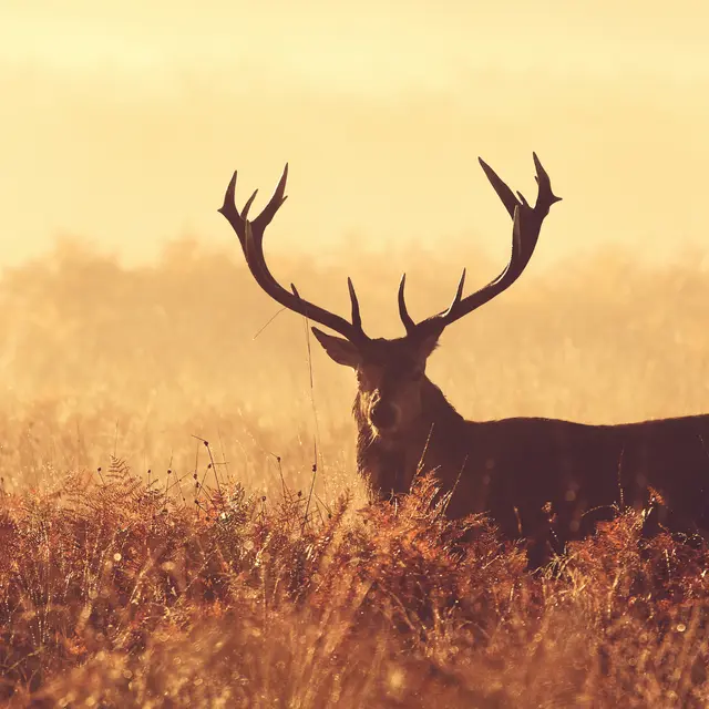 À l'écoute du brame du cerf_Tende