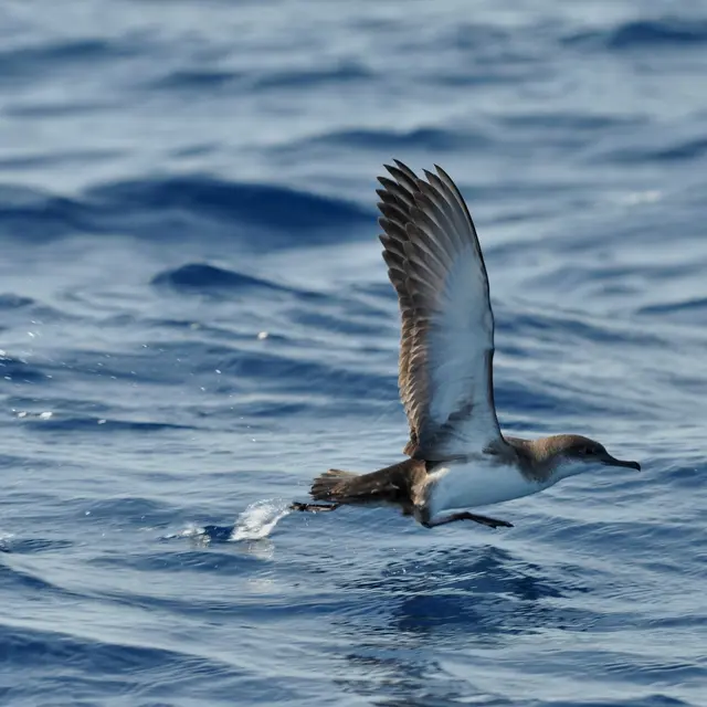 Point rencontre : Initiation à l’ornithologie (Porquerolles)_Hyères