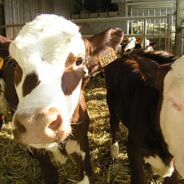La Ferme de p'tit Foué