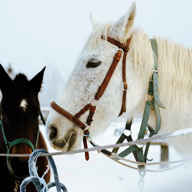 Poney-luge_La Féclaz